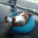 squirrell.jpg