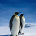 emperor-penguin.jpg