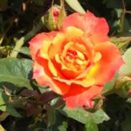 Donna L Cox